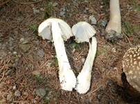 Königsfliegenpilz, Foto 35
