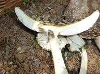 Königsfliegenpilz, Foto 36