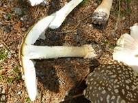Königsfliegenpilz, Foto 37