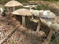 Königsfliegenpilz, Foto 39