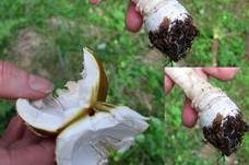 Königsfliegenpilz, Foto 6