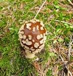 Königsfliegenpilz, Foto 44