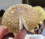 Königsfliegenpilz, Foto 45