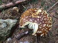 Königsfliegenpilz, Foto 47