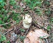 Königsfliegenpilz, Foto 48