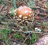 Königsfliegenpilz, Foto 49