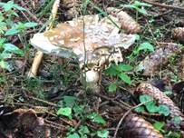 Königsfliegenpilz, Foto 50