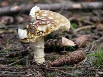 Königsfliegenpilz, Foto 51