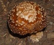 Königsfliegenpilz, Foto 7