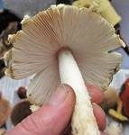 Königsfliegenpilz, Foto 52