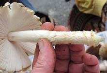 Königsfliegenpilz, Foto 54