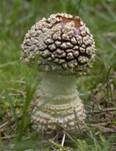 Königsfliegenpilz, Foto 56