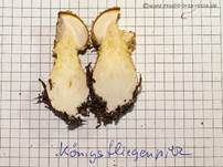 Königsfliegenpilz, Foto 58