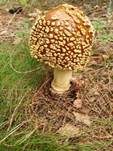 Königsfliegenpilz, Foto 10