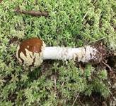 Königsfliegenpilz, Foto 11