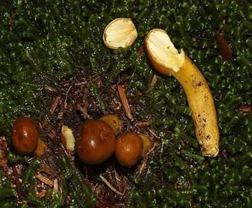 Kopfige Kernkeule, Foto 3