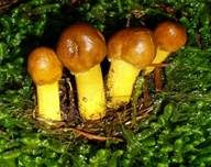 Kopfige Kernkeule, Foto 17