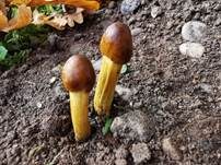 Kopfige Kernkeule, Foto 29