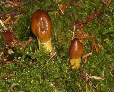 Kopfige Kernkeule, Foto 5