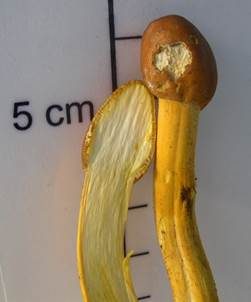 Kopfige Kernkeule, Foto 6