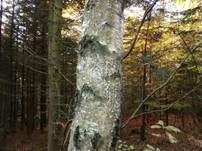 Birkenspeitäubling, Foto 25