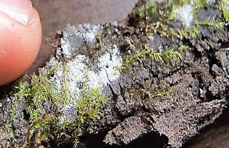 Körnchenrindenpilz, Foto 5