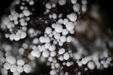 Körnchenrindenpilz, Foto 6