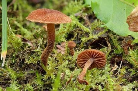 Körniger Flockenschüppling, Foto 2