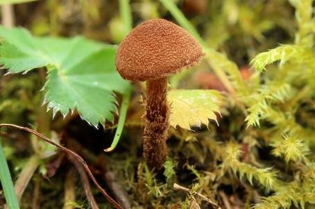 Körniger Flockenschüppling, Foto 3