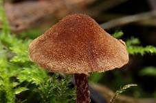 Körniger Flockenschüppling, Foto 6
