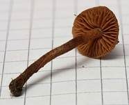 Körniger Flockenschüppling, Foto 8