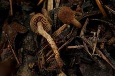 Körniger Flockenschüppling, Foto 9