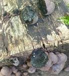 Birnen Holzkohlenpilz, Foto 13