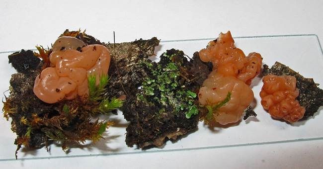 Kraterpilz, Foto 3