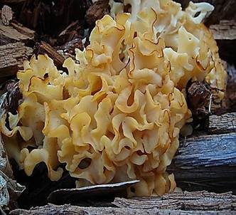Krause Glucke, Foto 3