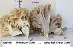 Krause Glucke, Foto 37