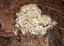 Krause Glucke, Foto 8