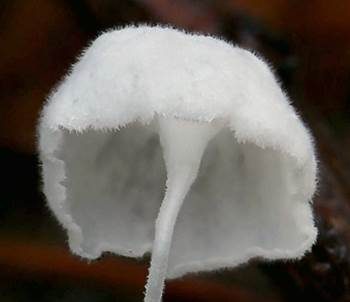 Krauser Scheinhelmling, Foto 4