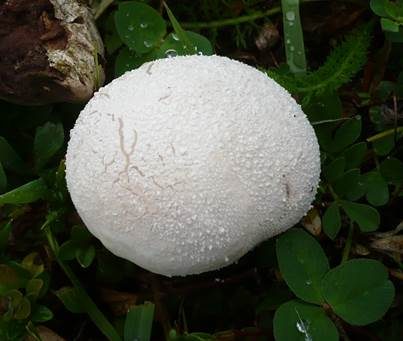 Kreideweißer Großstäubling, Foto 2