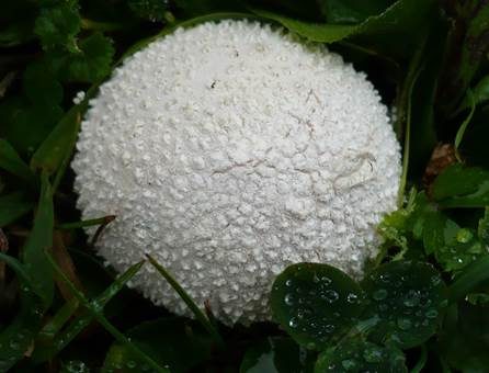 Kreideweißer Großstäubling, Foto 3