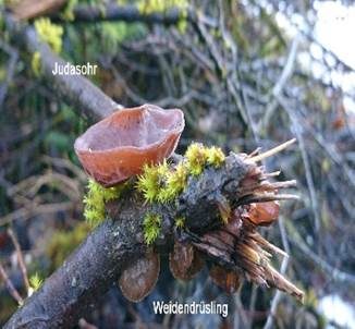 Kreisel-Drüsling, Foto 5
