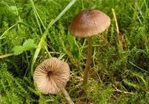 Kreuzsporiger Rötling, Foto 7