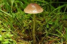 Kreuzsporiger Rötling, Foto 9