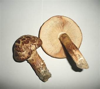 Krokodilritterling, Foto 6