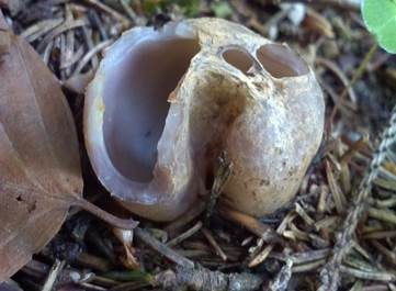 Kronenbecherling, Foto 6