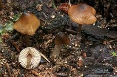 Kubischer Rötling, Foto 6