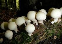 Birnenstäubling, Foto 20