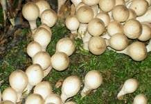 Birnenstäubling, Foto 24