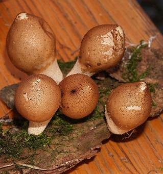 Birnenstäubling, Foto 5