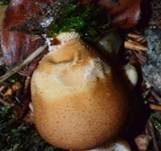 Birnenstäubling, Foto 37